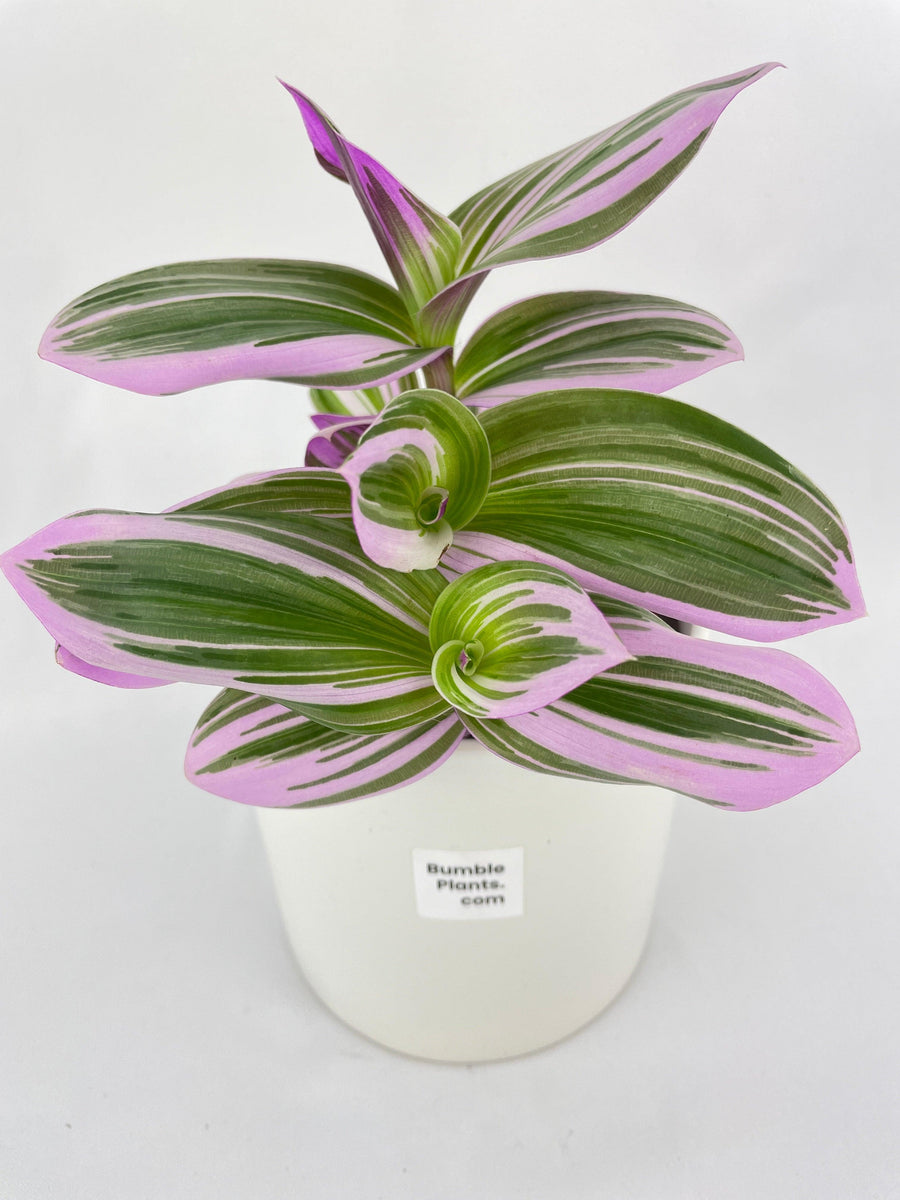 Tradescantia Bubblegum Lilac - Bumble Plants