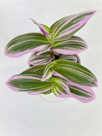 Tradescantia Bubblegum Lilac - Bumble Plants