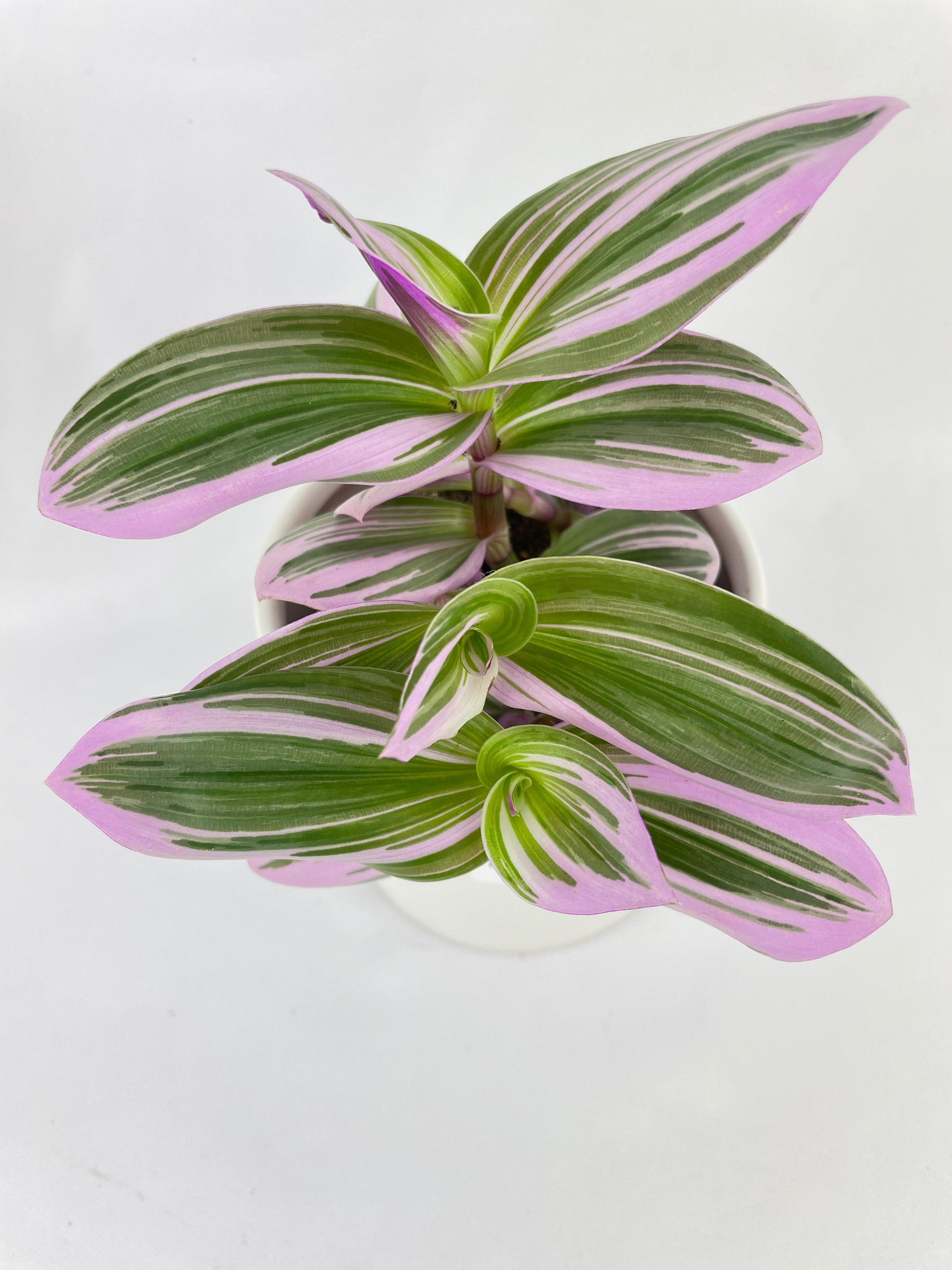 Tradescantia Bubblegum Lilac - Bumble Plants