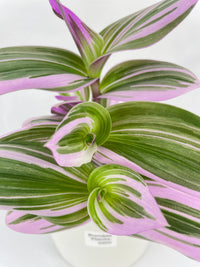 Tradescantia Bubblegum Lilac - Bumble Plants
