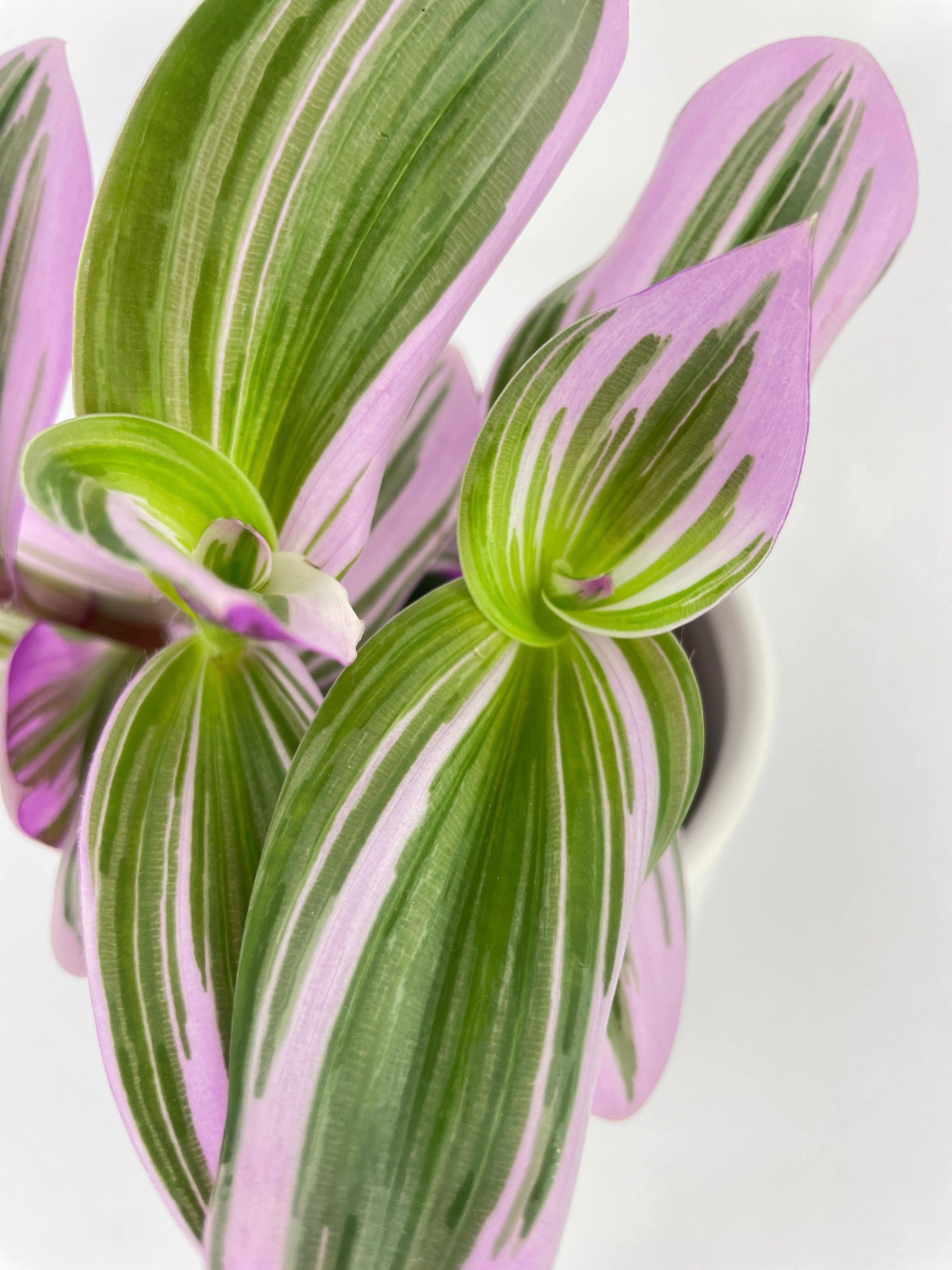 Tradescantia Bubblegum Lilac - Bumble Plants
