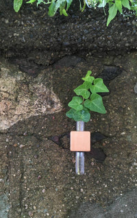 VICE Single Magnetic Cube Propagation Vase - Bumble Plants