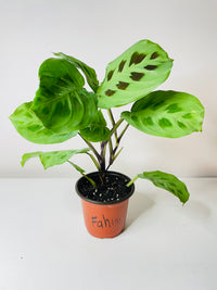 Variegated Maranta Leuconeura Kerchoveana