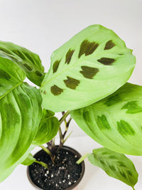 Variegated Maranta Leuconeura Kerchoveana