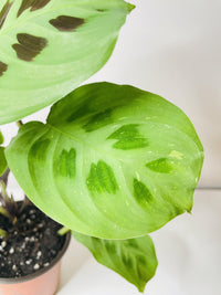 Variegated Maranta Leuconeura Kerchoveana
