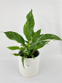 Variegated Peace Lily (Spathiphyllum wallisii 'Domino') - Bumble Plants