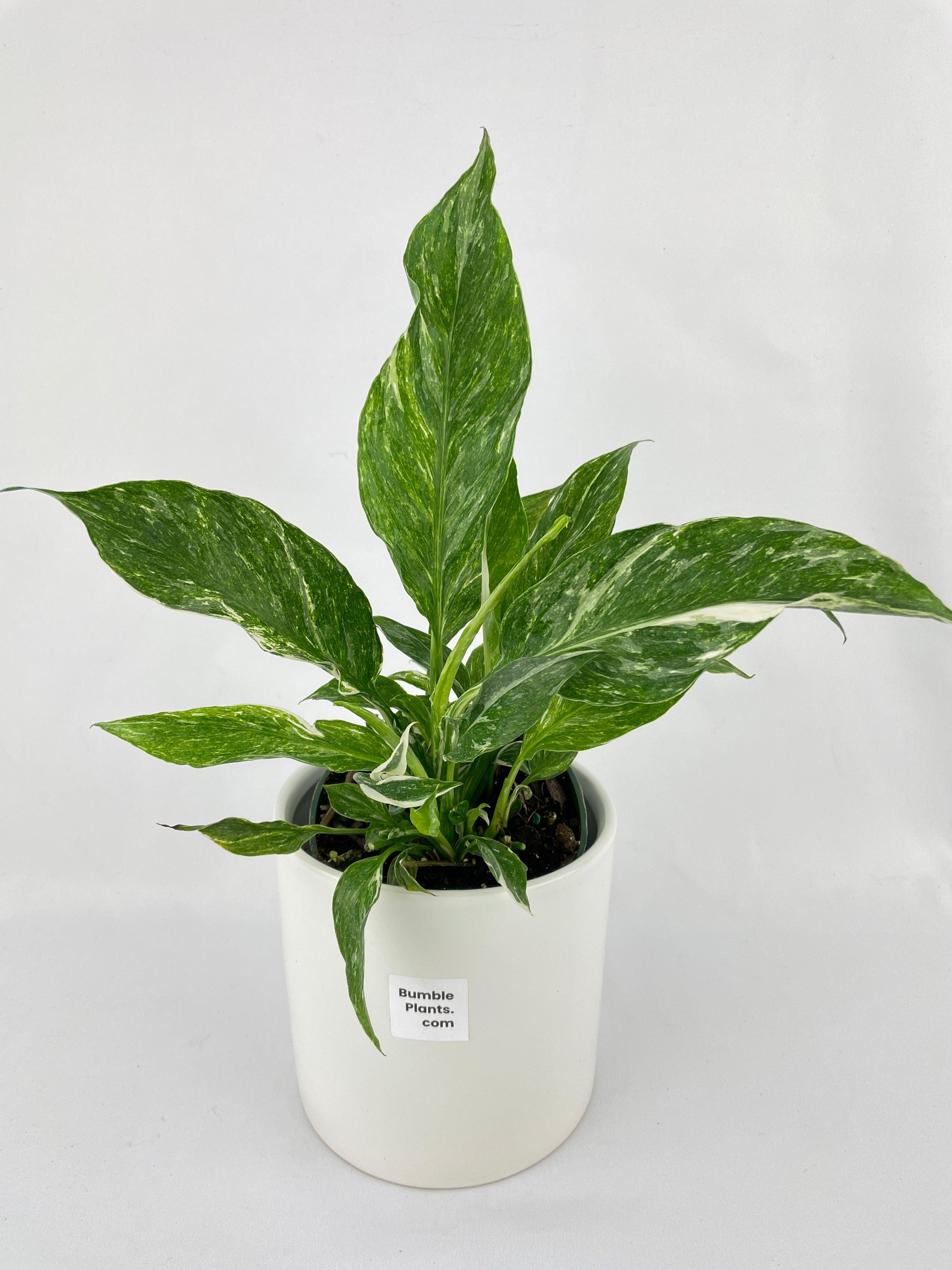 Variegated Peace Lily (Spathiphyllum wallisii 'Domino') - Bumble Plants