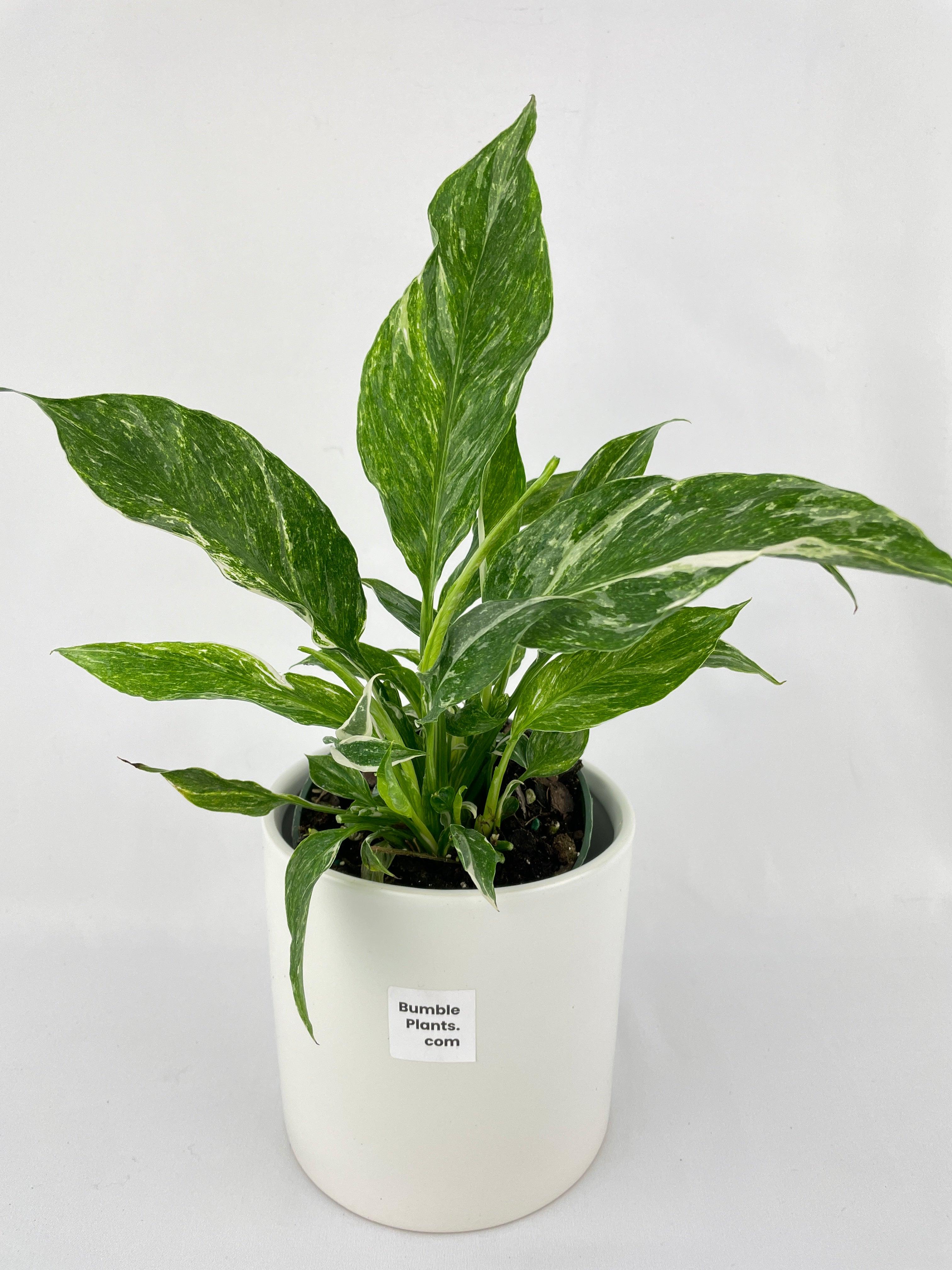 Variegated Peace Lily (Spathiphyllum wallisii 'Domino') - Bumble Plants