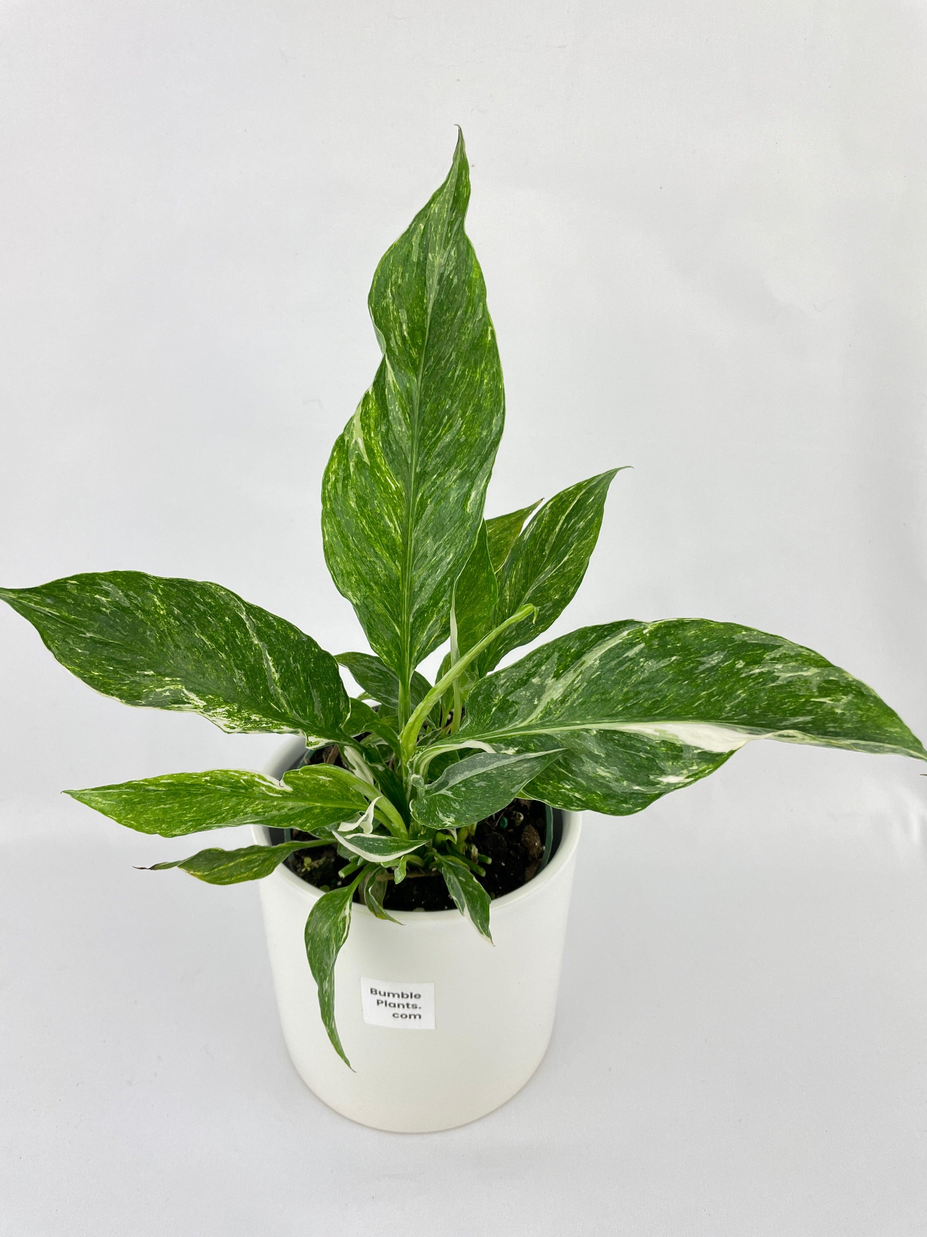 Variegated Peace Lily (Spathiphyllum wallisii 'Domino') - Bumble Plants
