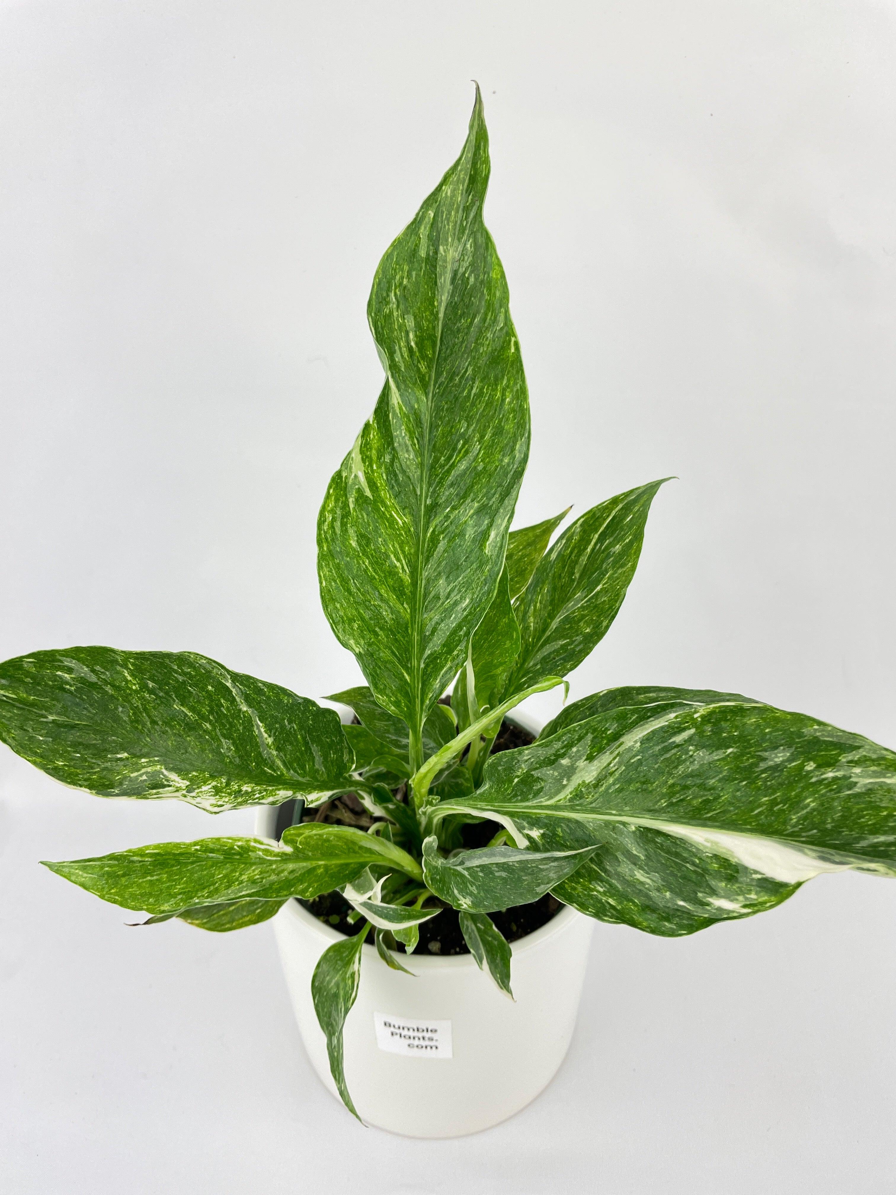Variegated Peace Lily (Spathiphyllum wallisii 'Domino') - Bumble Plants