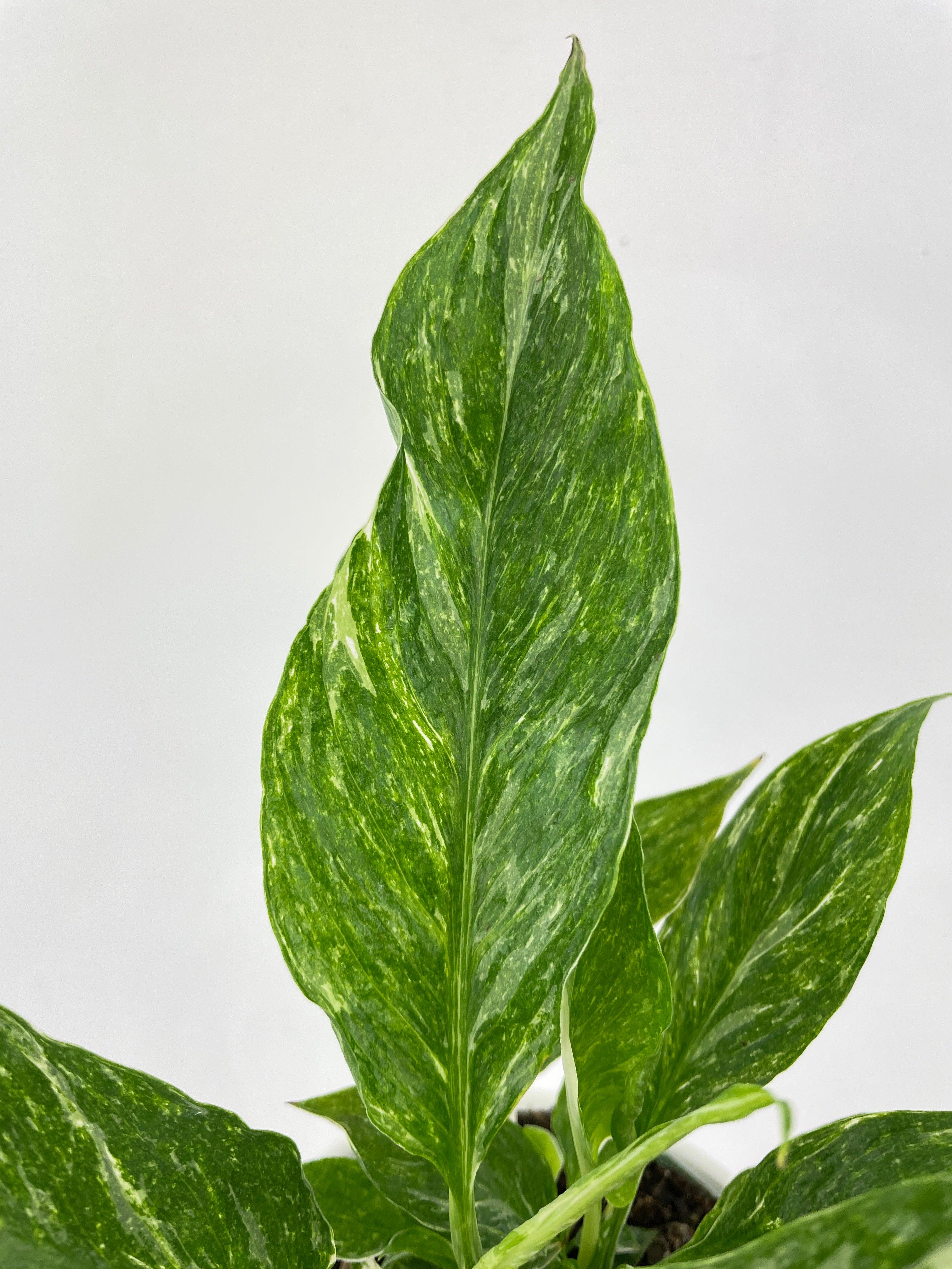 Variegated Peace Lily (Spathiphyllum wallisii 'Domino') - Bumble Plants