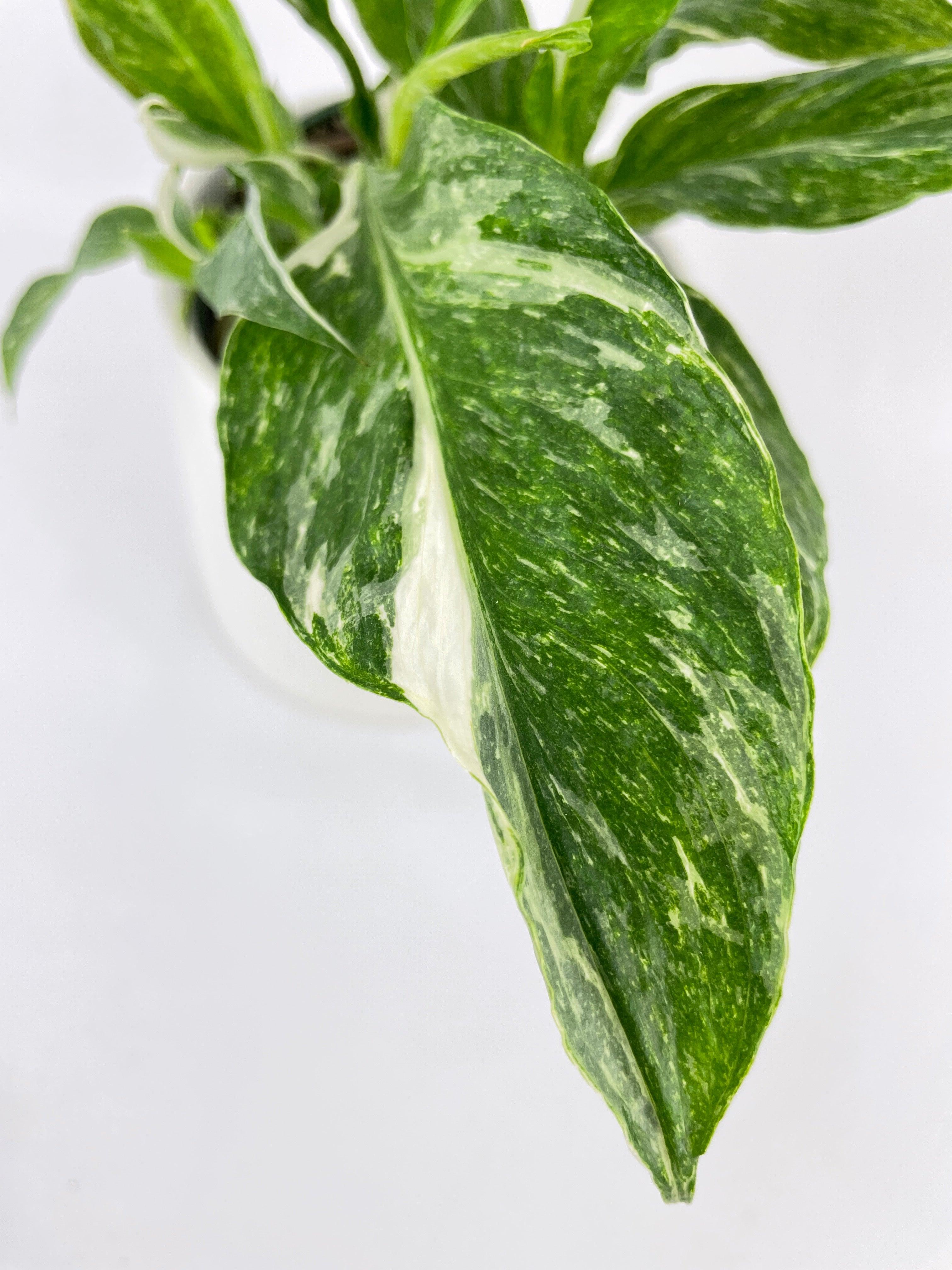 Variegated Peace Lily (Spathiphyllum wallisii 'Domino') - Bumble Plants