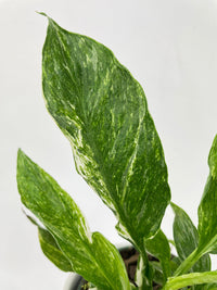 Variegated Peace Lily (Spathiphyllum wallisii 'Domino') - Bumble Plants