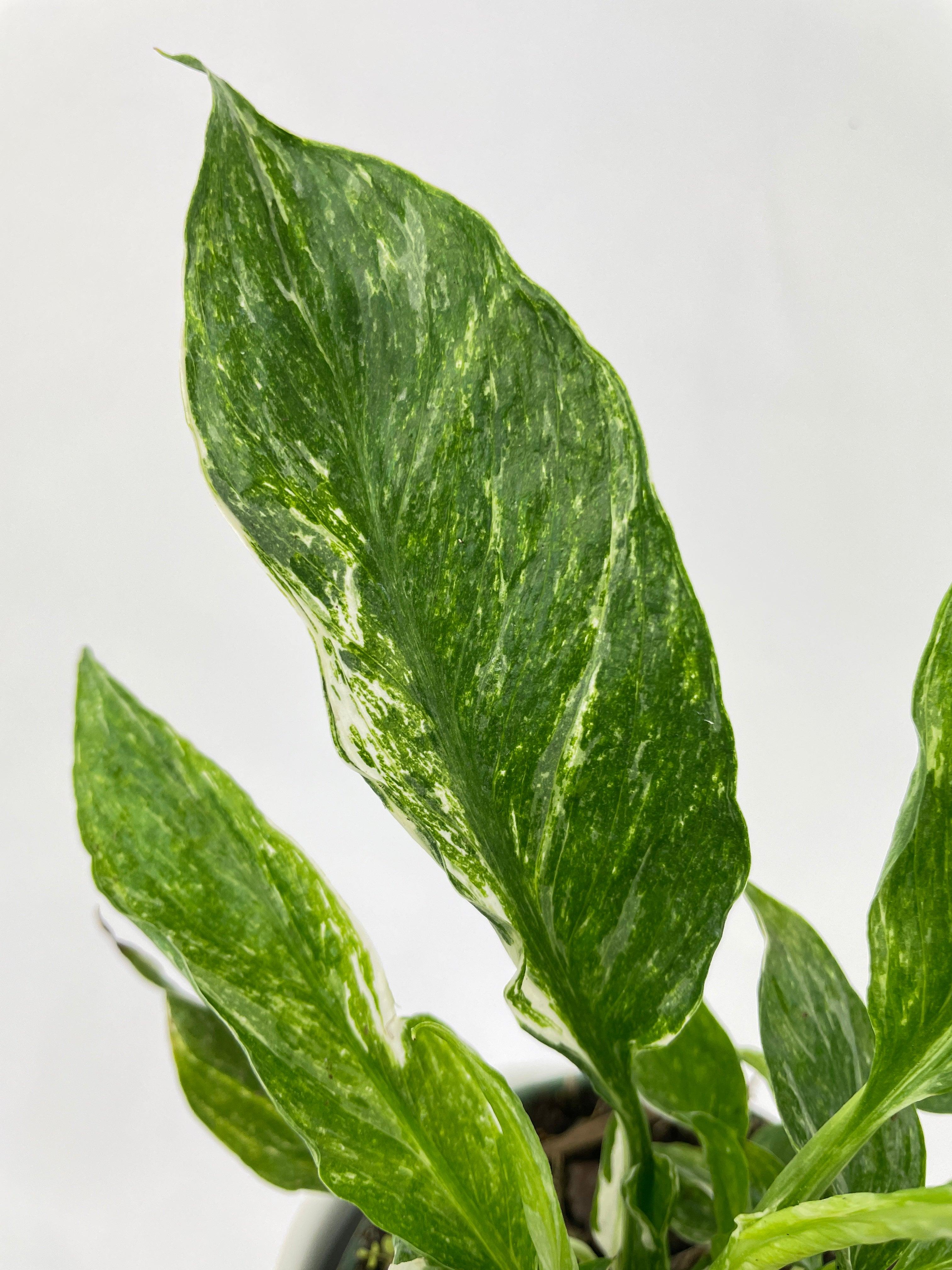 Variegated Peace Lily (Spathiphyllum wallisii 'Domino') - Bumble Plants