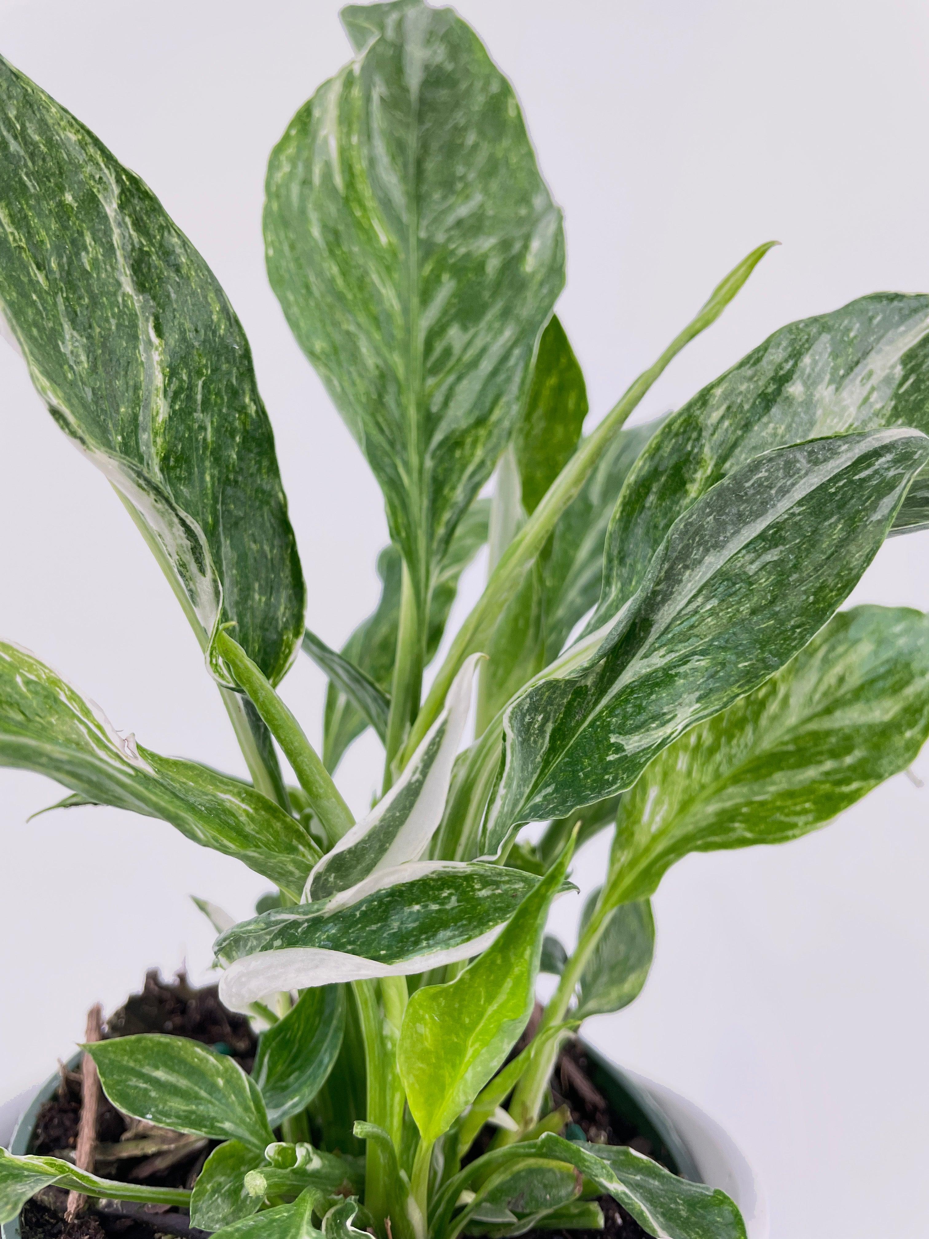 Variegated Peace Lily (Spathiphyllum wallisii 'Domino') - Bumble Plants