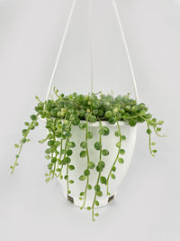 Variegated String of Pearls - Bumble Plants