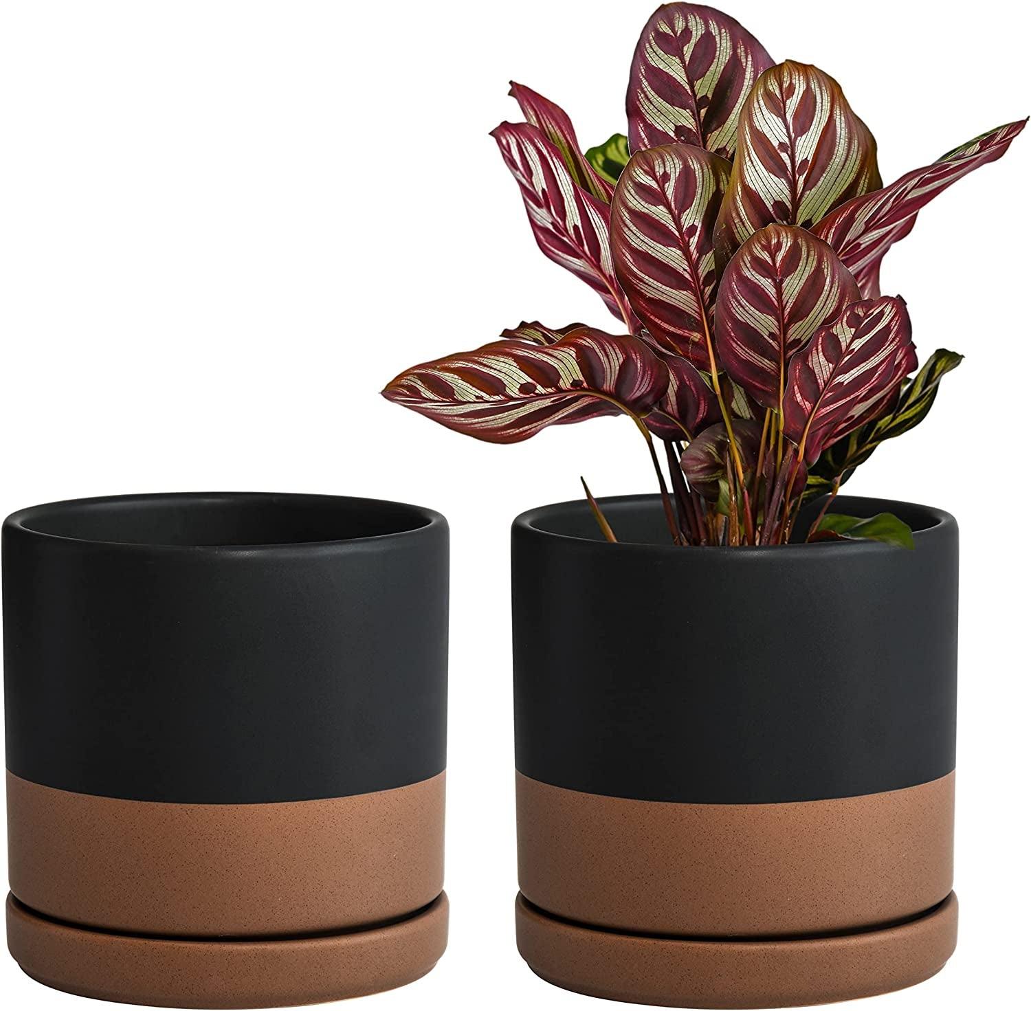 Jet Setter Ceramic Planter Duo (Set of 2) - 6 inch - Bumble Plants