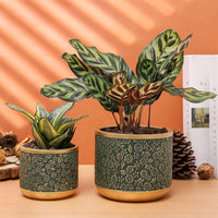 Exotica Luxe Golden Green Plant Pot (set of 2) - Bumble Plants
