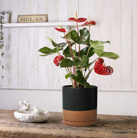 Jet Setter Ceramic Planter Duo (Set of 2) - 6 inch - Bumble Plants