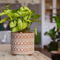 Sahara Grove Moroccan Terracotta Planter Pot (Set of 2) -4 & 6 Inch - Bumble Plants