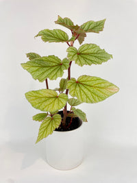 Begonia Angel Wings “Frosty” - Bumble Plants
