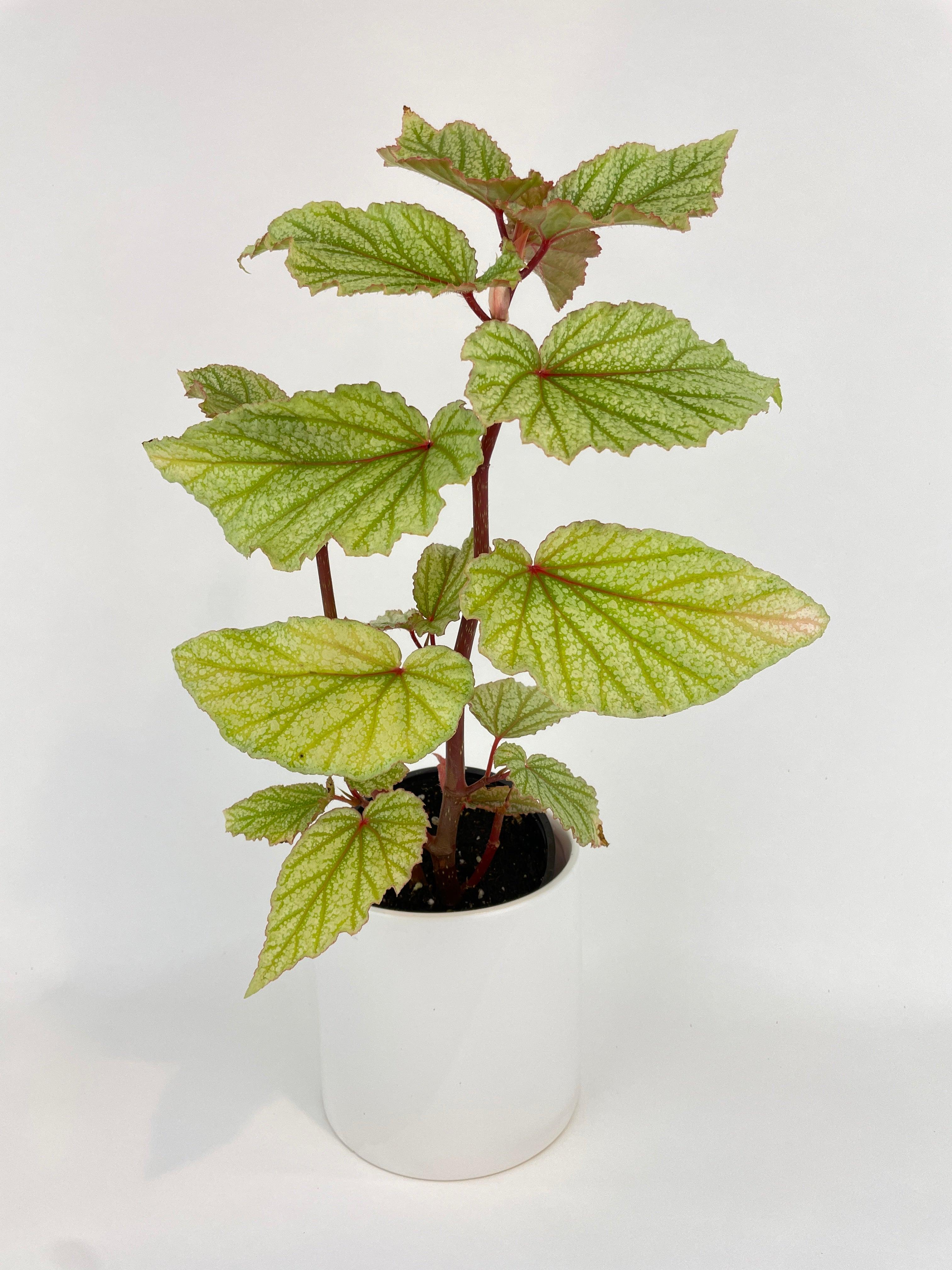 Begonia Angel Wings “Frosty” - Bumble Plants