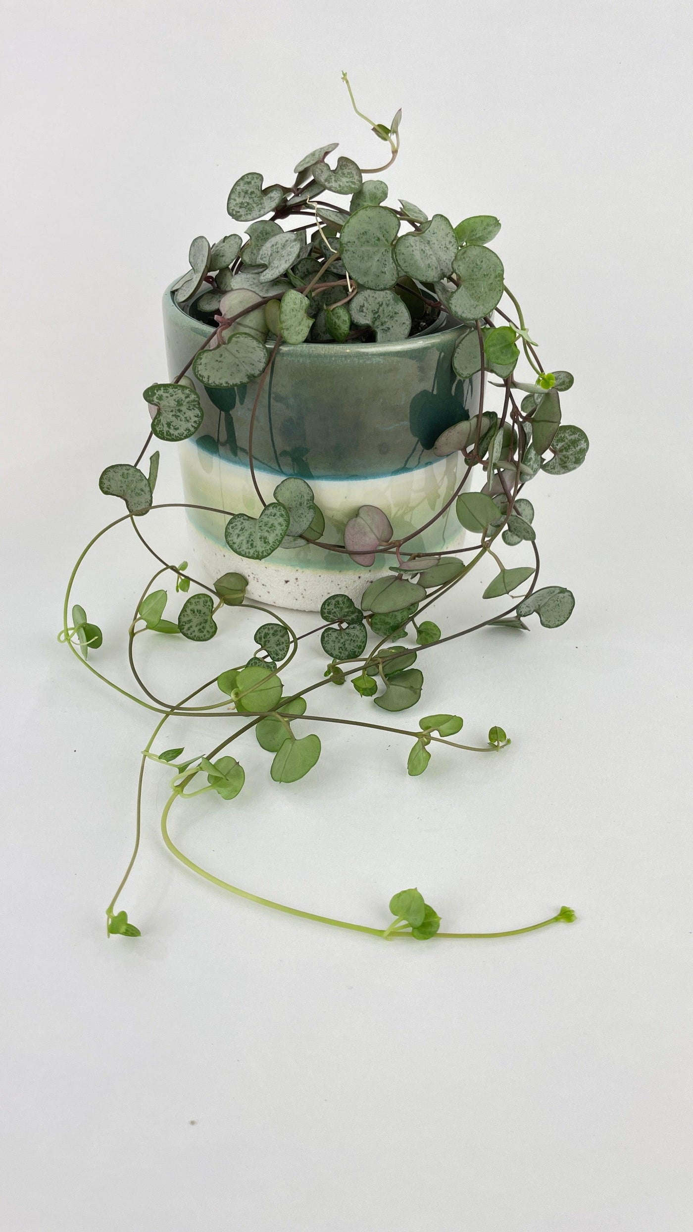 silver leaf hanging plant Live Silver Glory String of Hearts