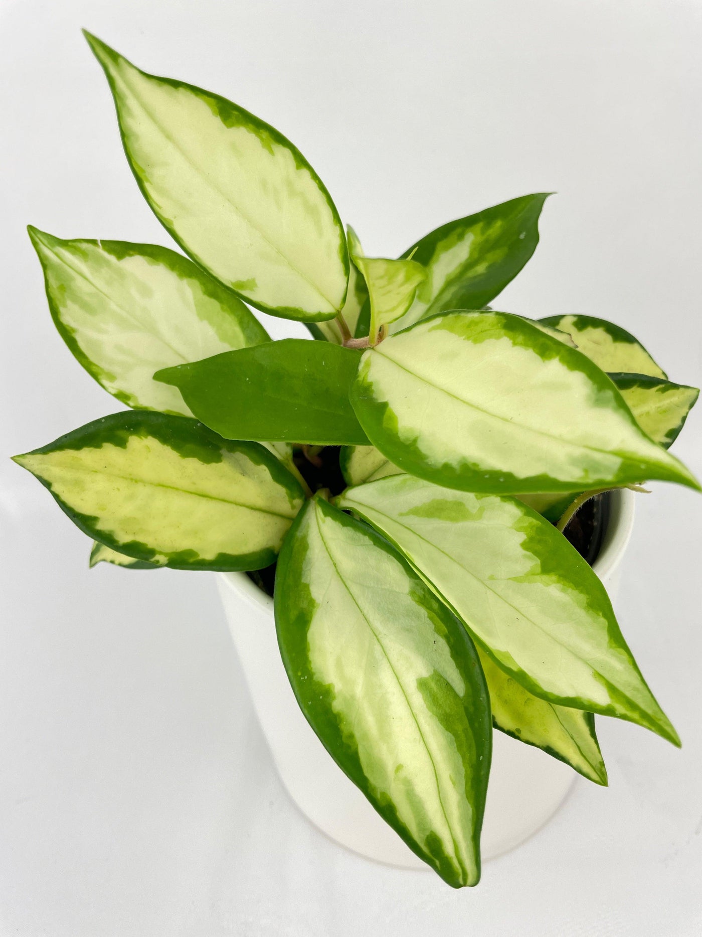 Variegated Hoya Carnosa Krimson Princess - Bumble Plants