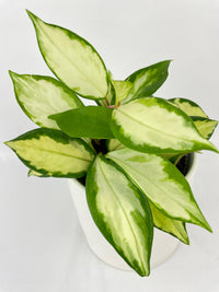 Variegated Hoya Carnosa Krimson Princess - Bumble Plants