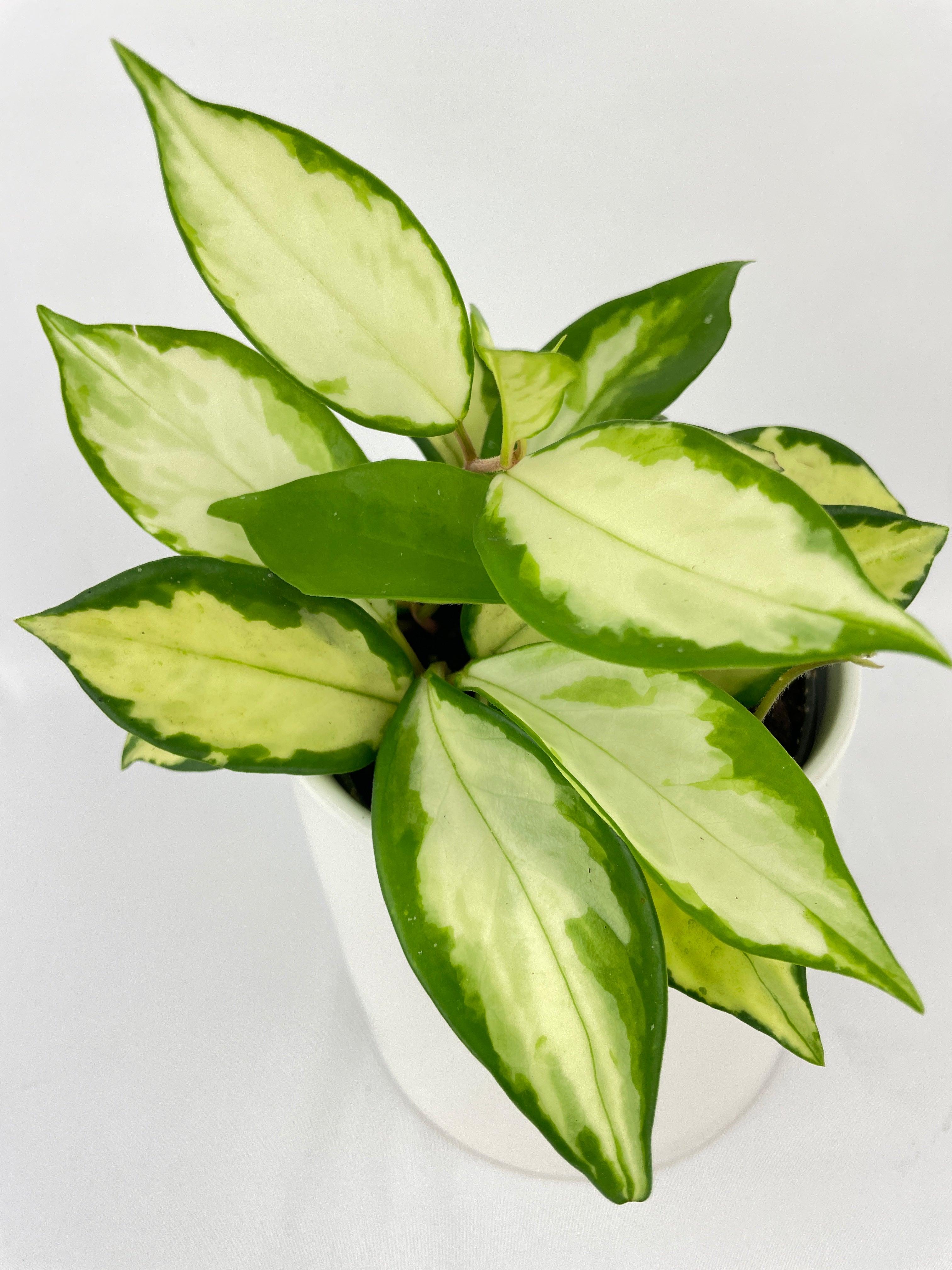 Variegated Hoya Carnosa Krimson Princess - Bumble Plants