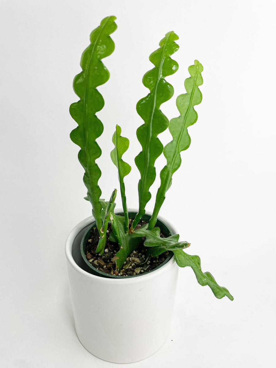 Ric Rac Fishbone Cactus - Bumble Plants