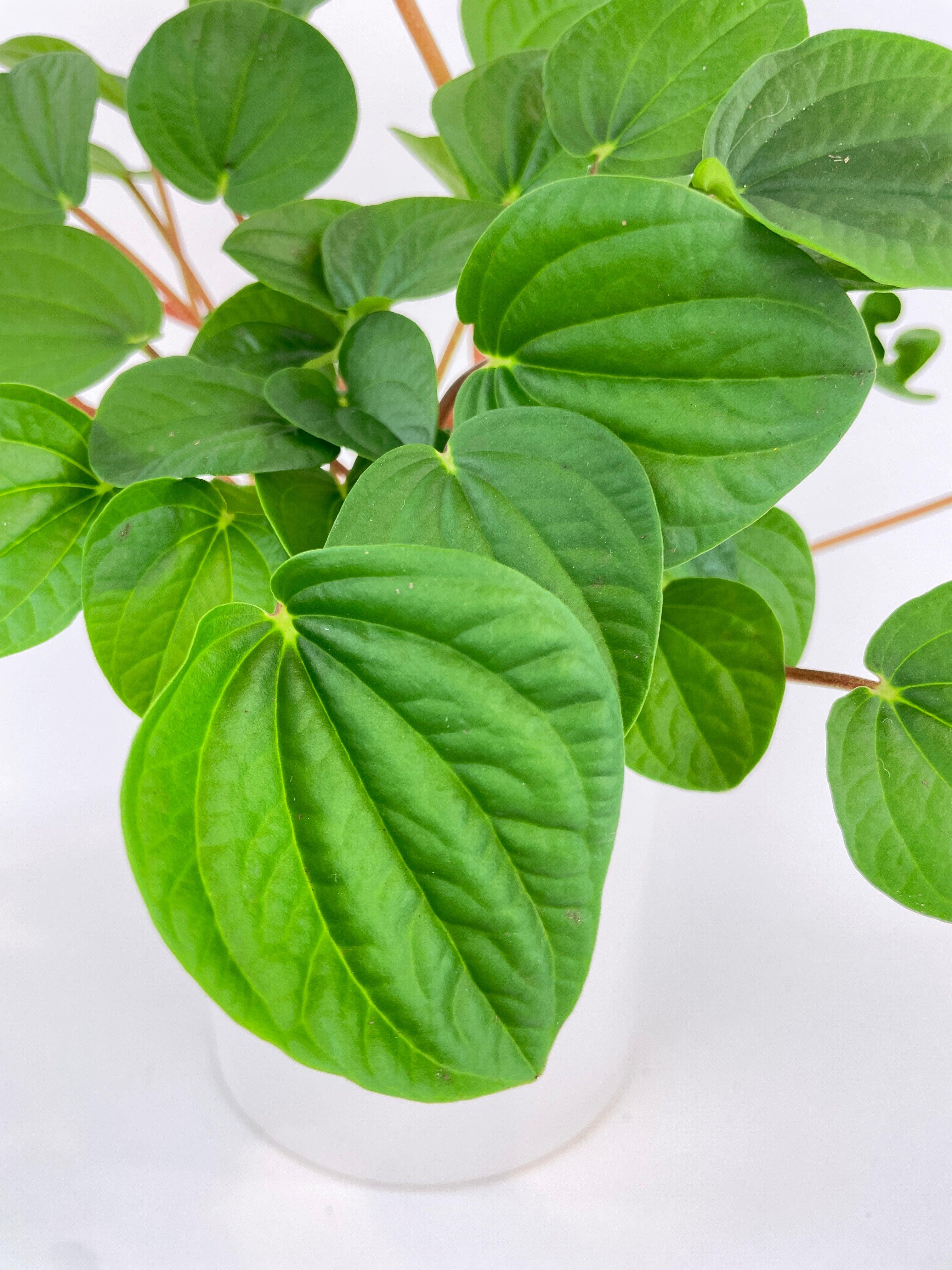 Peperomia Rana Verde - Bumble Plants