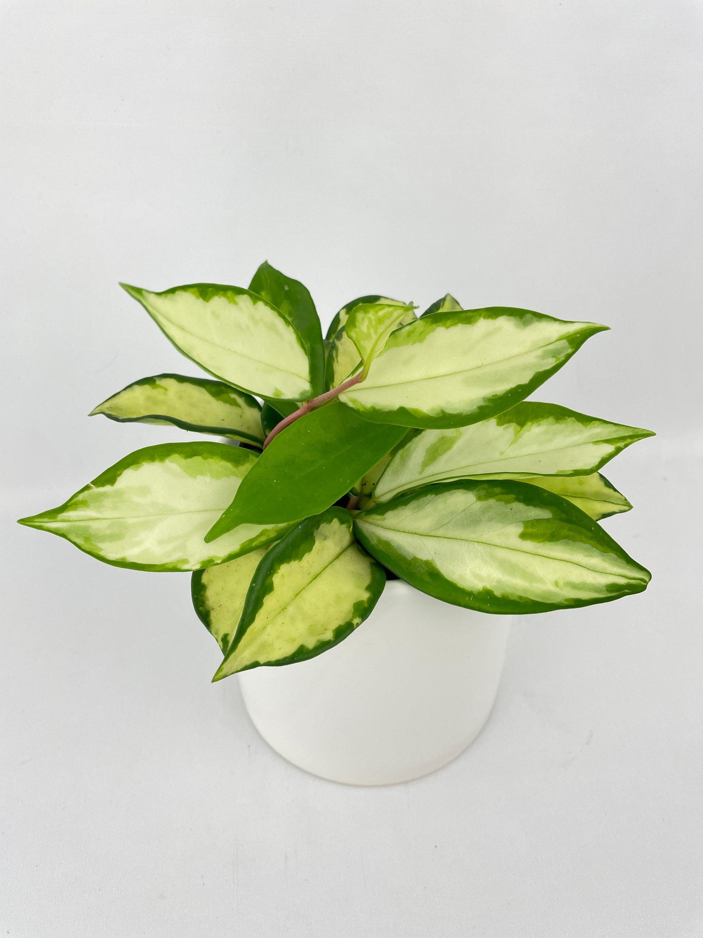 Variegated Hoya Carnosa Krimson Princess - Bumble Plants