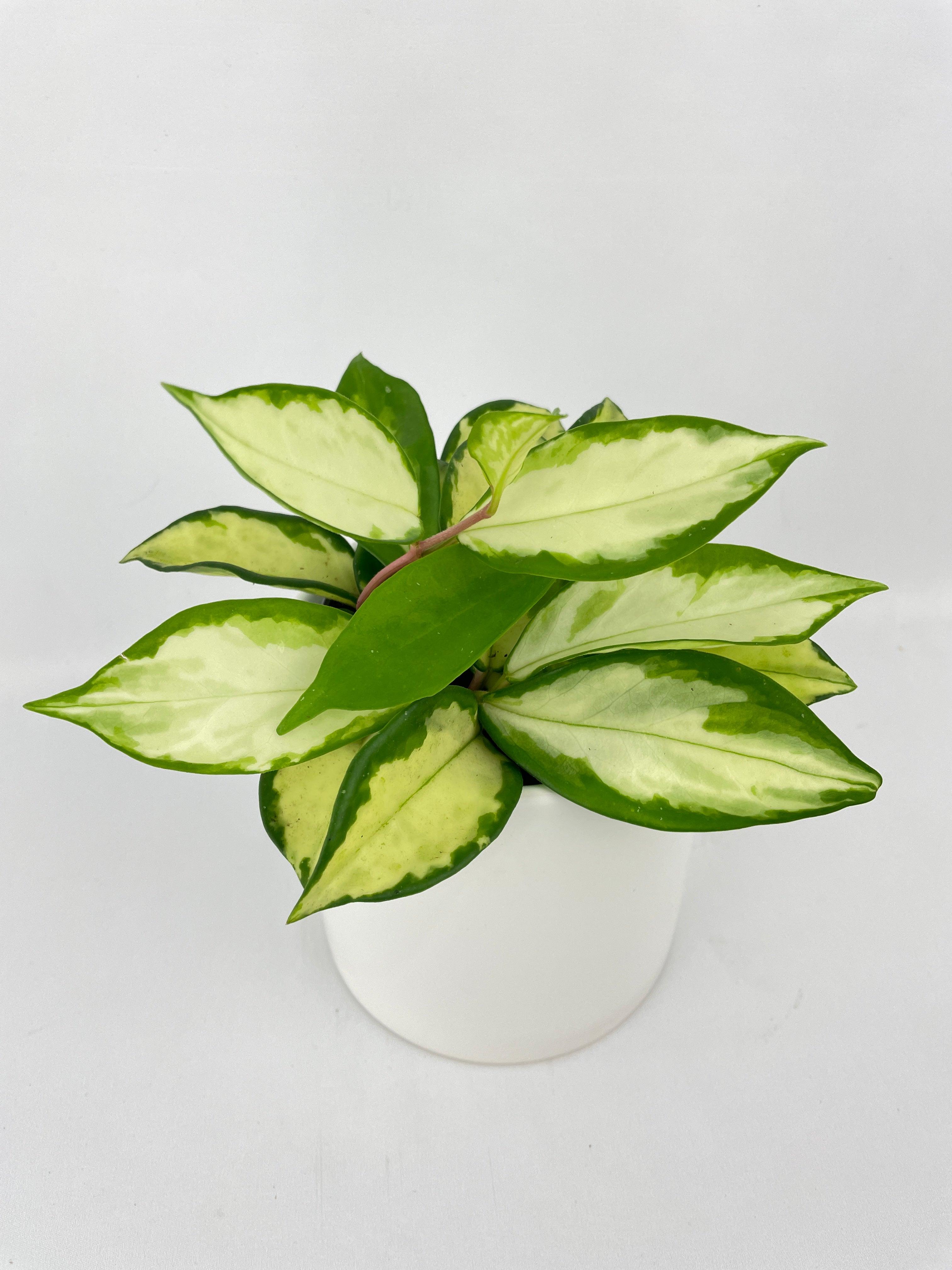 Variegated Hoya Carnosa Krimson Princess - Bumble Plants