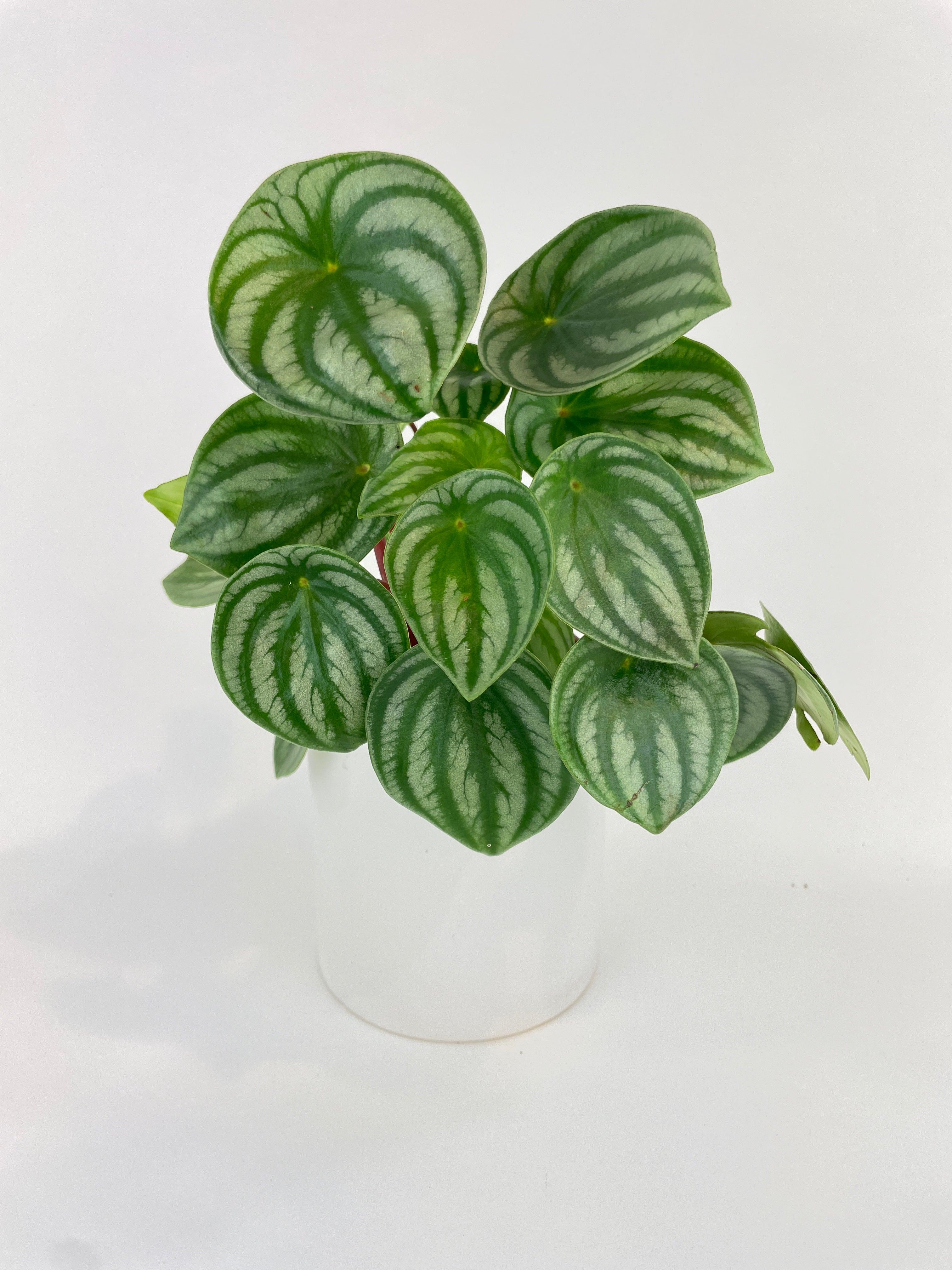 Watermelon Peperomia Argyreia - Bumble Plants
