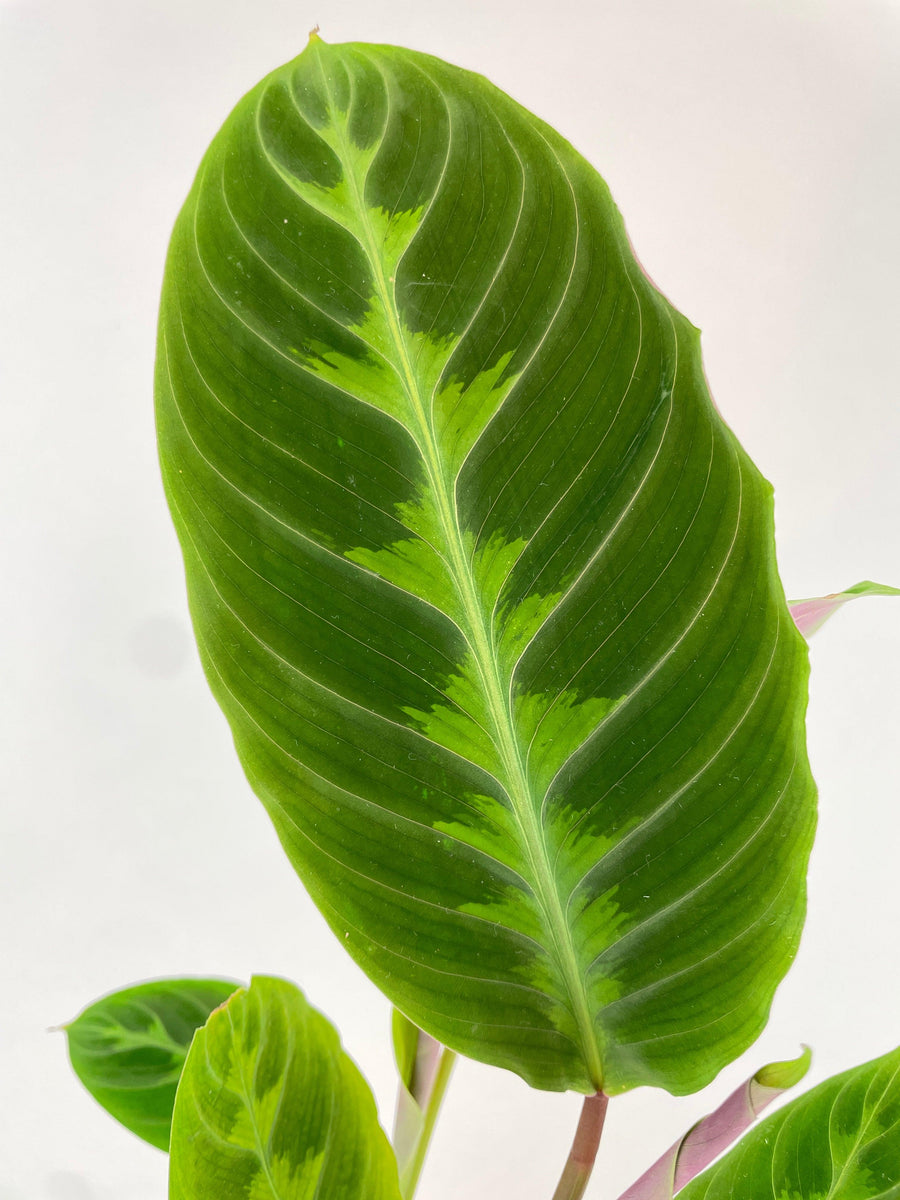 Calathea Warscewiczii “Jungle Velvet” - Bumble Plants