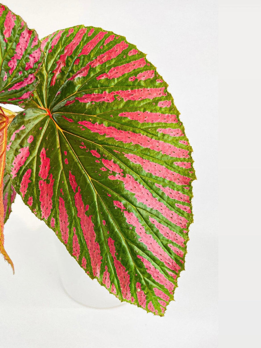 Begonia Brevirimosa Exotica - Bumble Plants