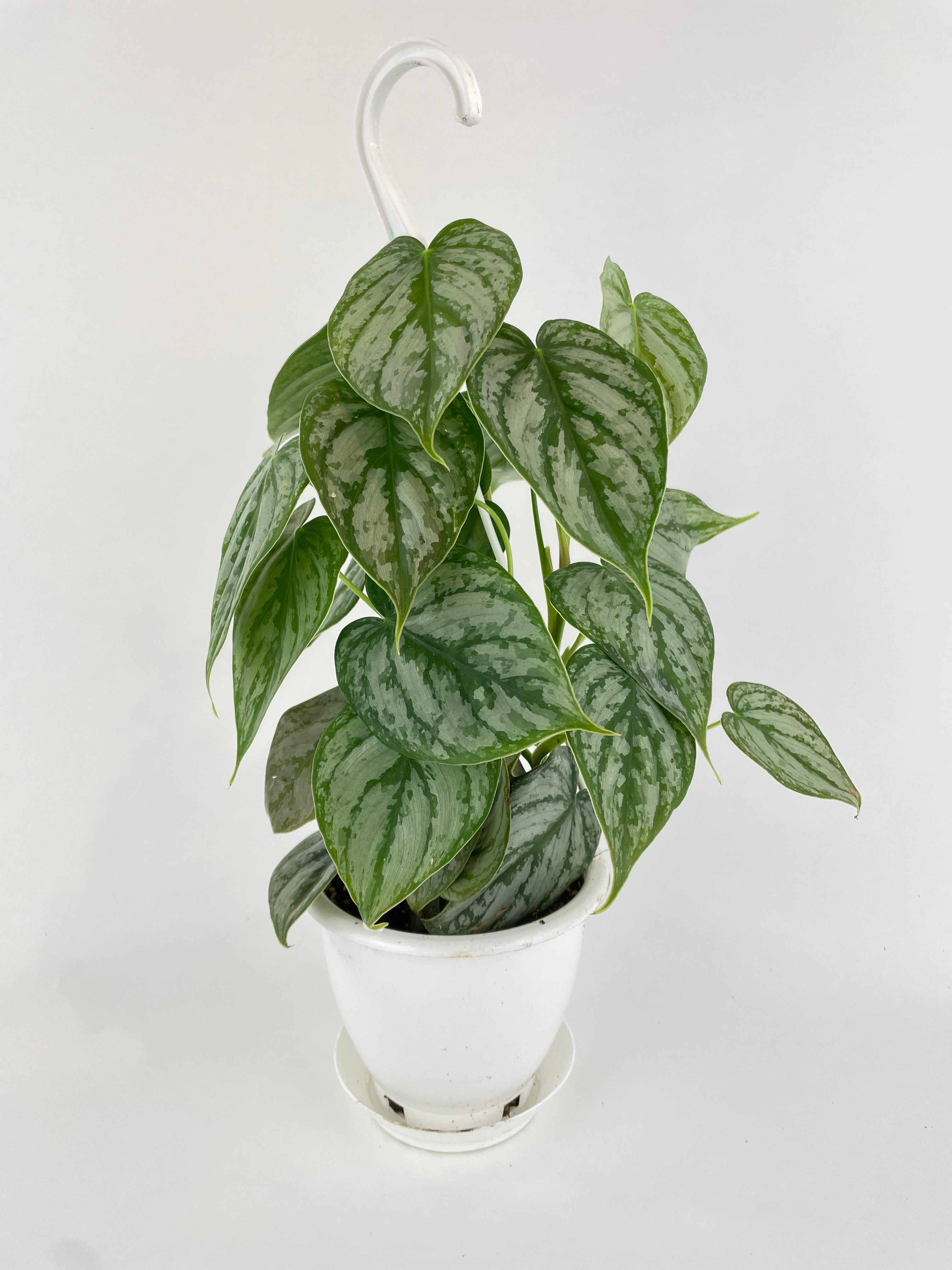 Bumble Plants Philodendron Brandtianum