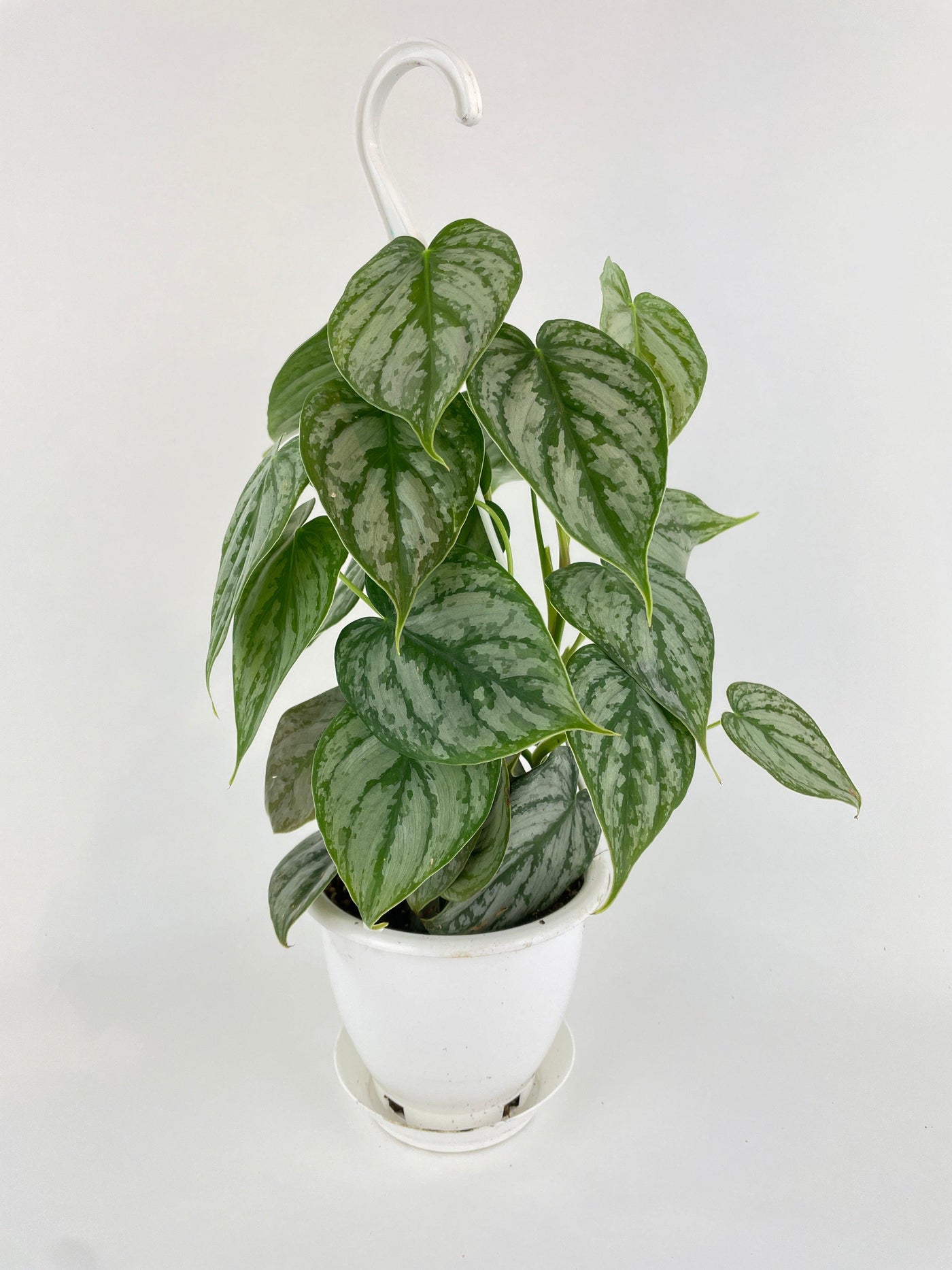 philodendron branditanum Live Philodendron Brandtianum