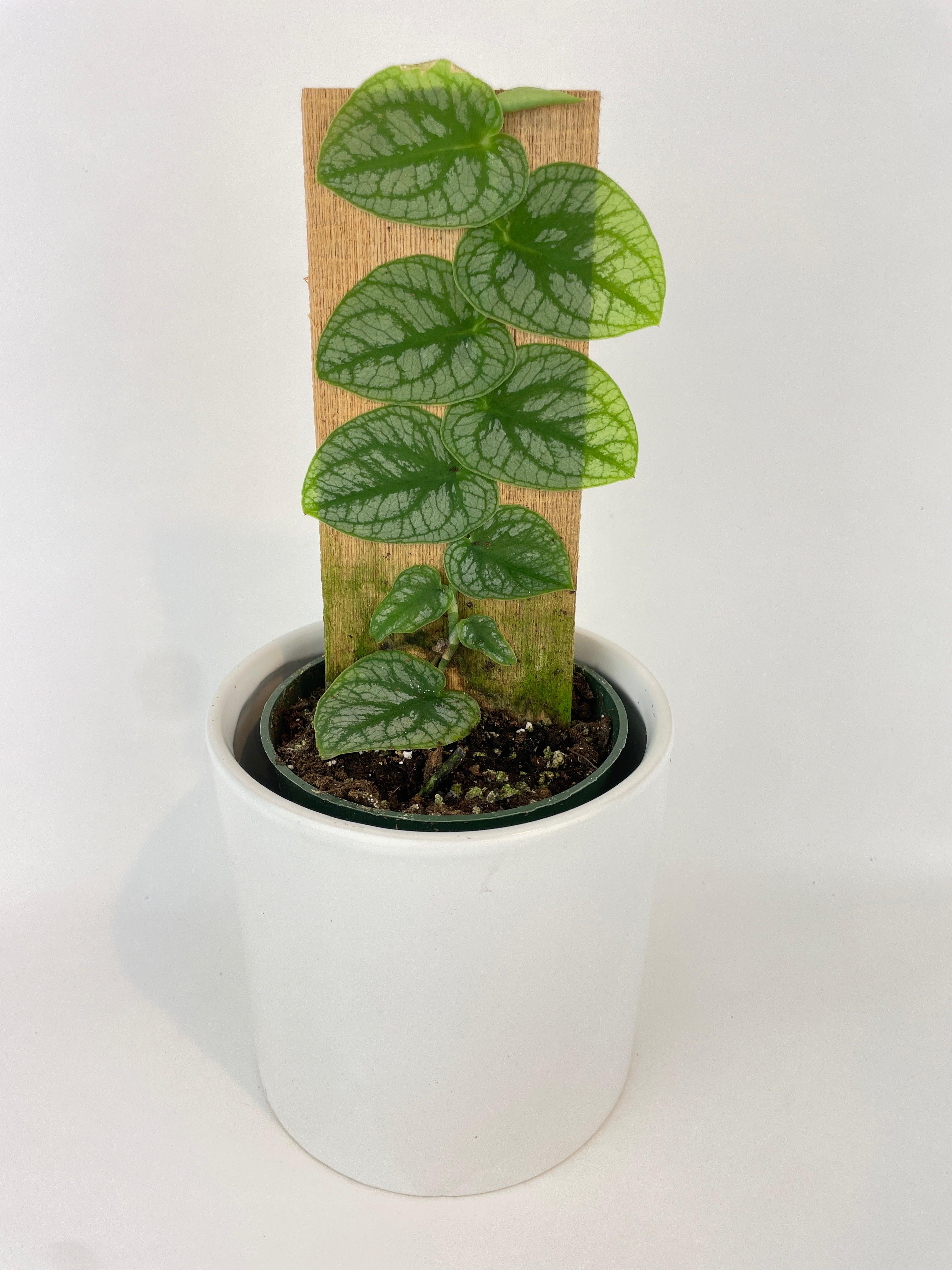 Bumble Plants Monstera Dubia - Thumbnail 4