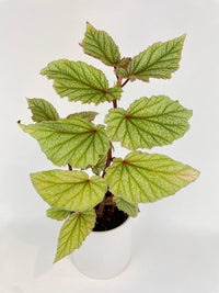 Begonia Angel Wings “Frosty” - Bumble Plants