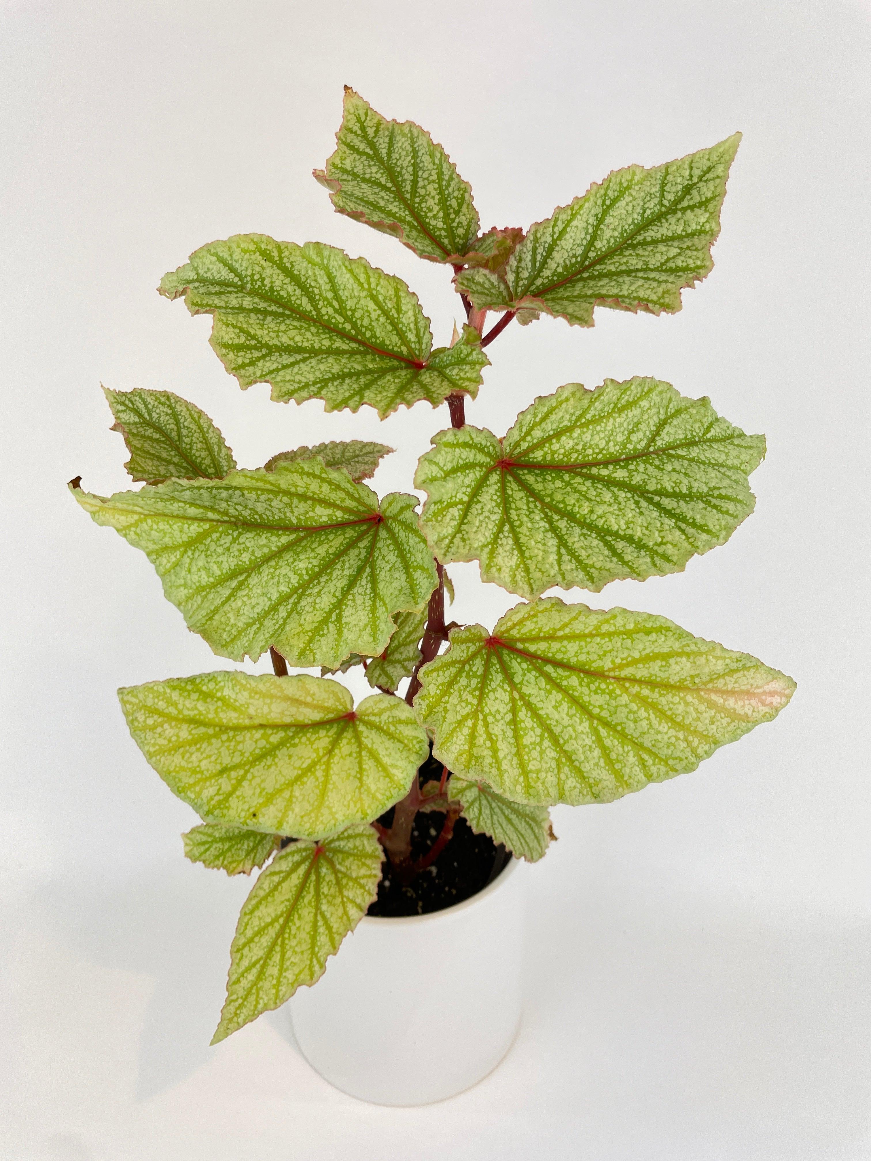 Begonia Angel Wings “Frosty” - Bumble Plants