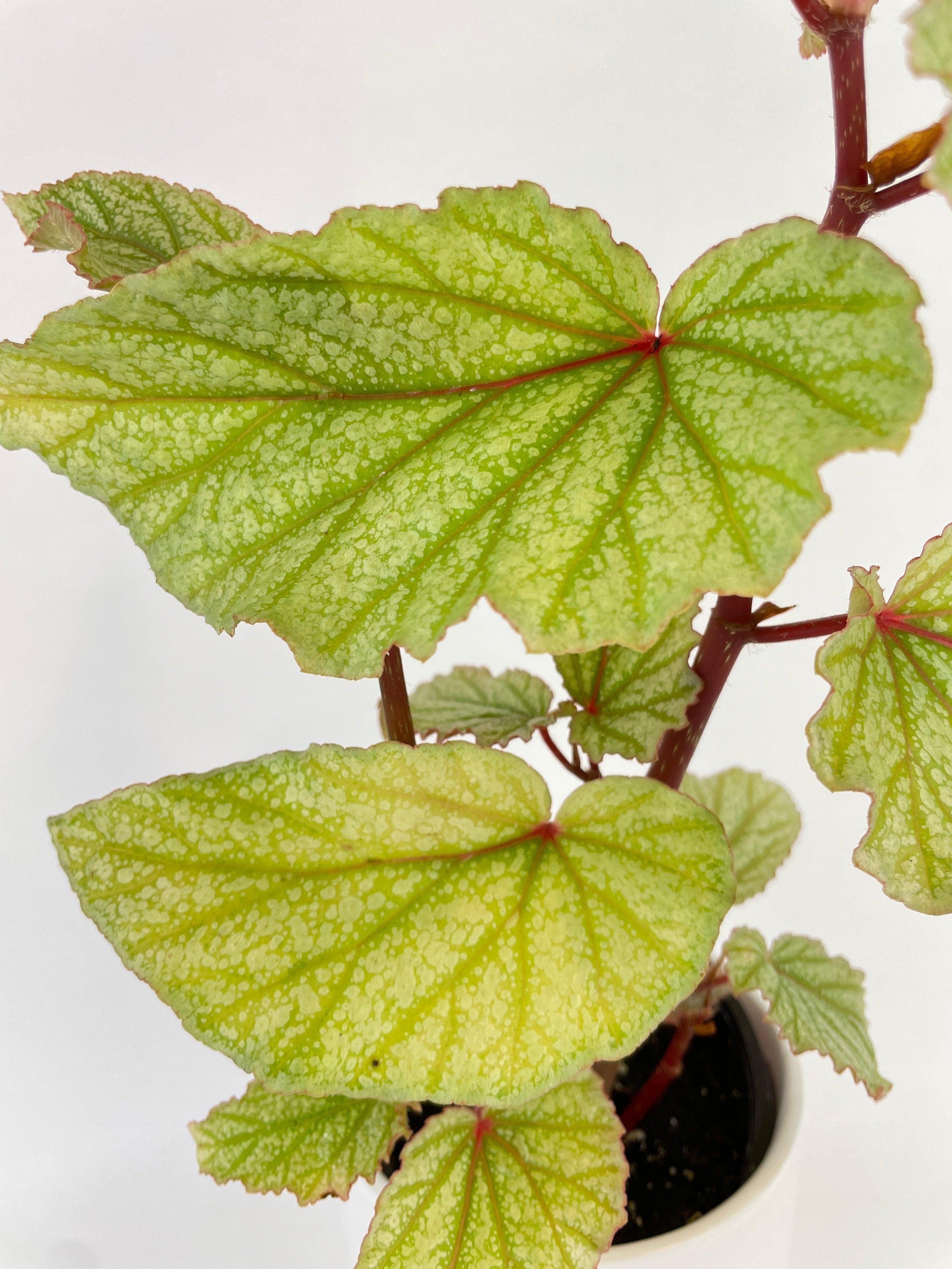 Begonia Angel Wings “Frosty” - Bumble Plants