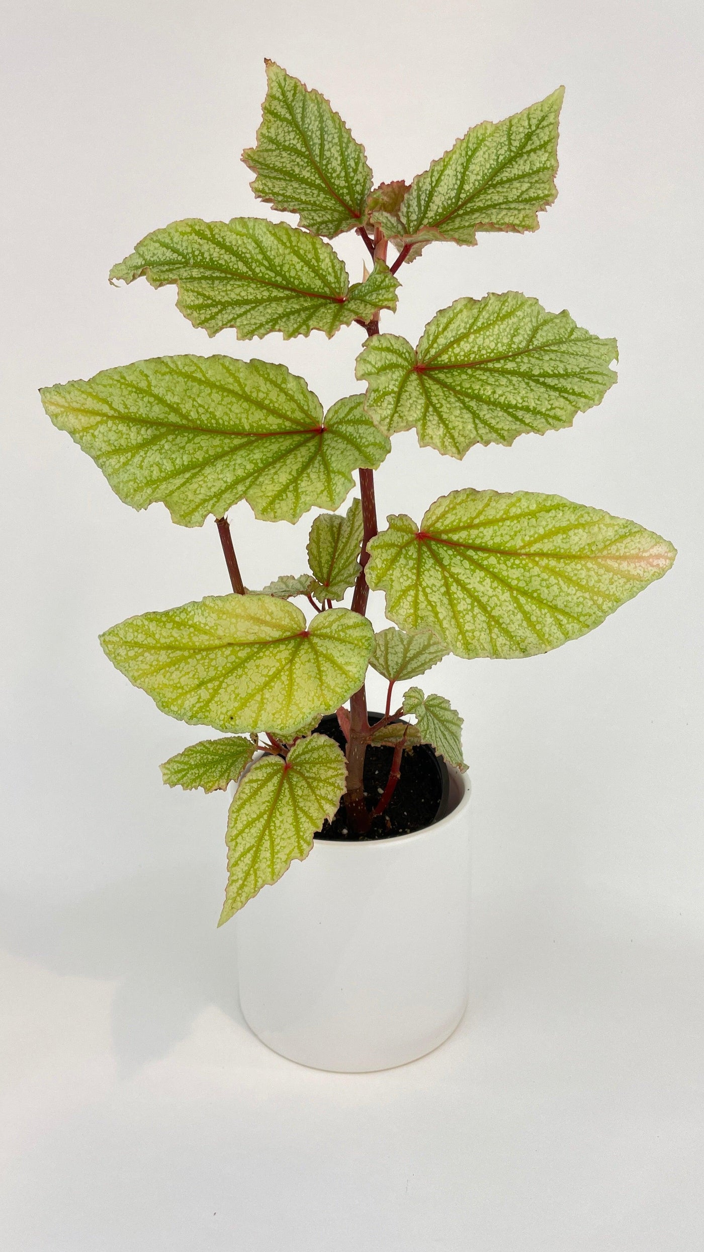 Begonia Angel Wings “Frosty” - Bumble Plants