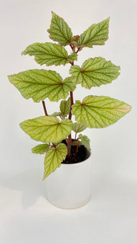 Begonia Angel Wings “Frosty” - Bumble Plants