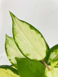 Variegated Hoya Carnosa Krimson Princess - Bumble Plants