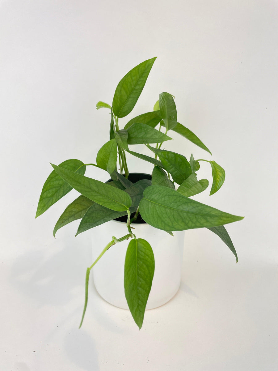 Epipremnum Pinnatum ‘Cebu Blue’ Pothos - Bumble Plants