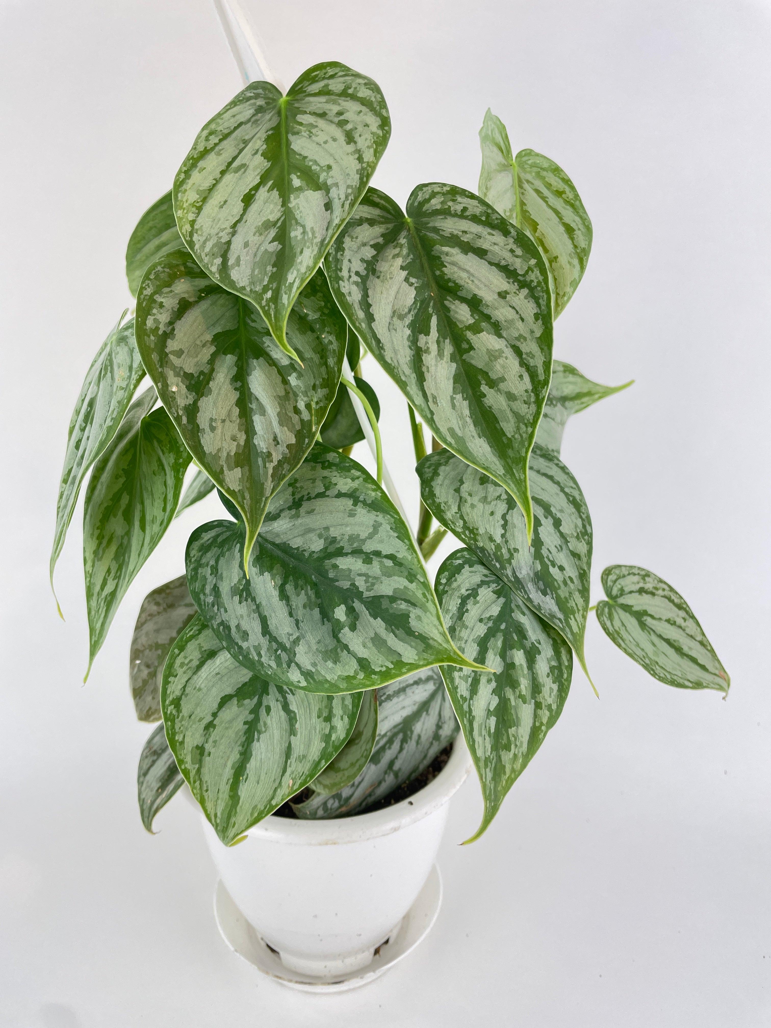 Bumble Plants Philodendron Brandtianum