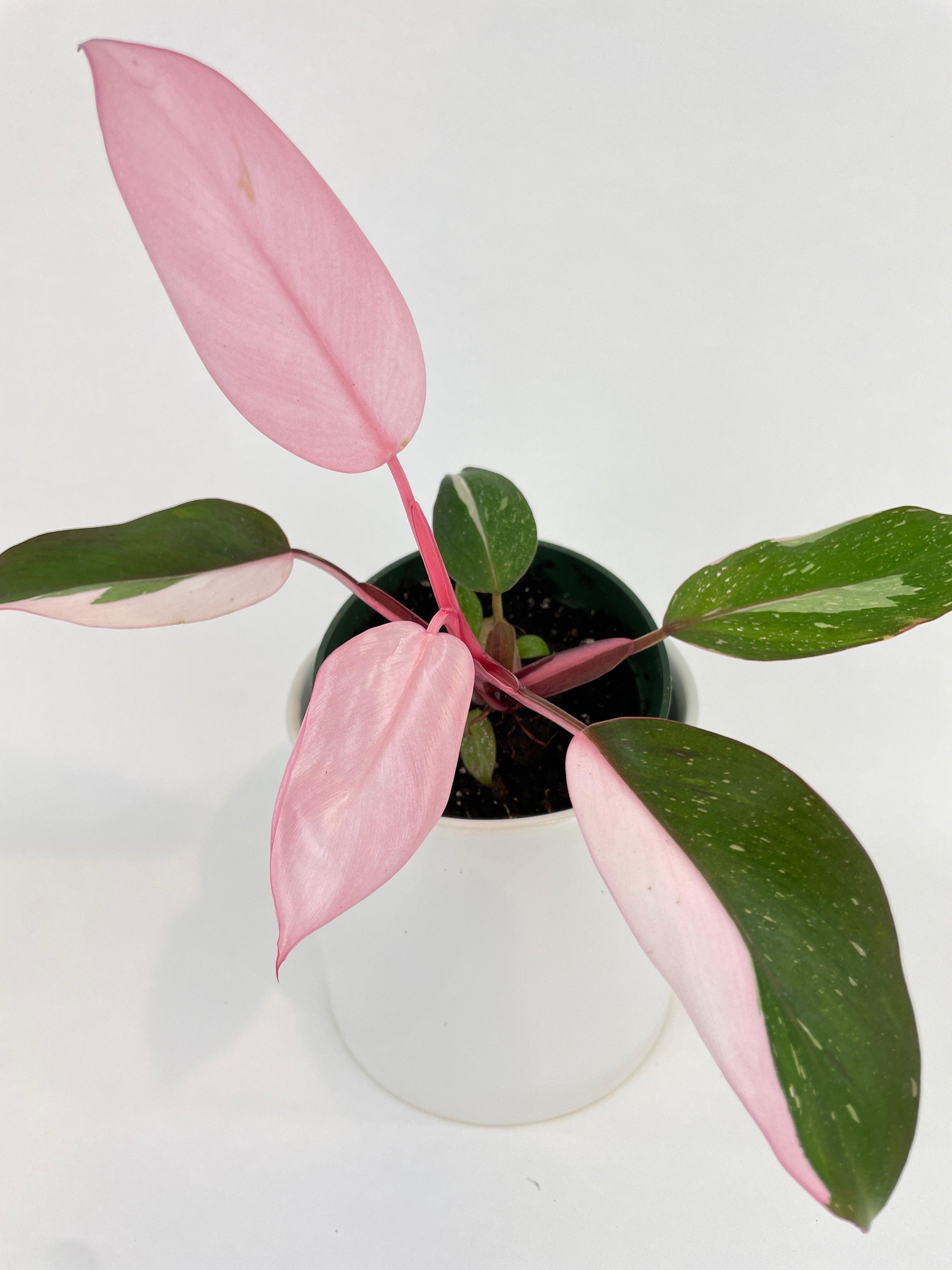 Philodendron Pink Princess · Bumble Plants