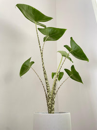 Alocasia Zebrina - Bumble Plants